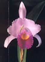 Cattleya Trianae, die Blume Kolmbiens